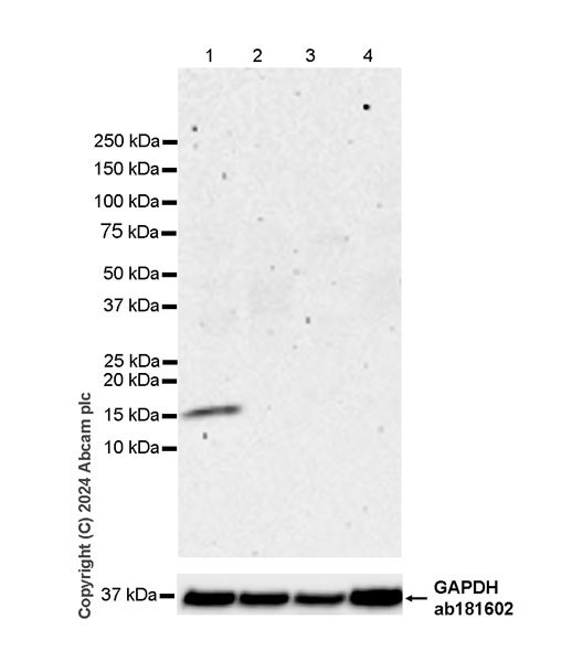 Western blot - Anti-Midkine antibody [EPR29075-34] - BSA and Azide free (AB318145), expandable thumbnail