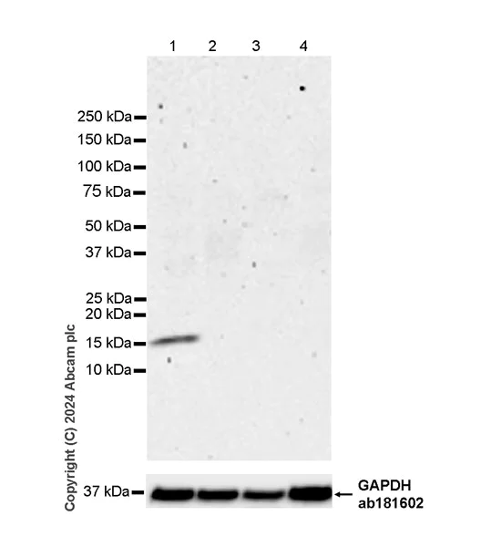 Western blot - Anti-Midkine antibody [EPR29075-34] - BSA and Azide free (AB318145)