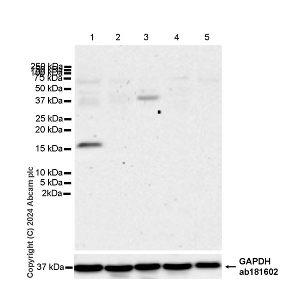 Western blot - Anti-Midkine antibody [EPR29075-34] - BSA and Azide free (AB318145), expandable thumbnail