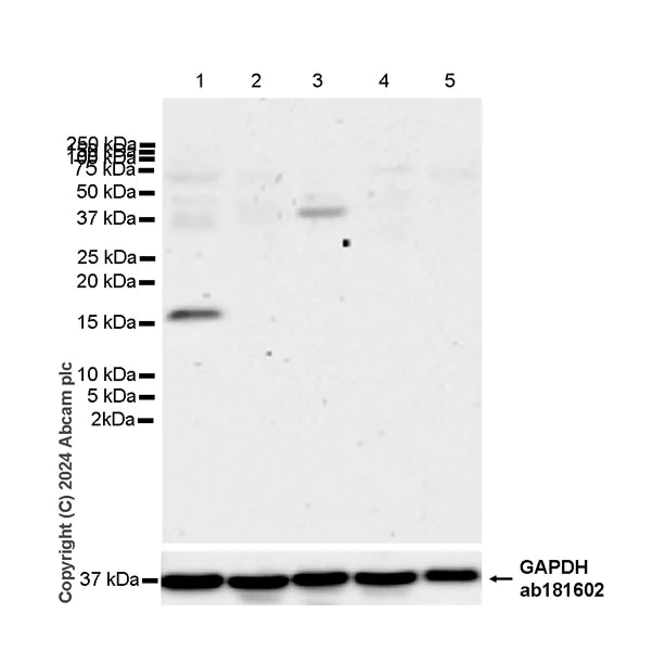 Western blot - Anti-Midkine antibody [EPR29075-34] - BSA and Azide free (AB318145)