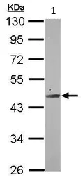 Western blot - Anti-MIEF2 antibody (AB101350)