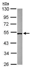 Western blot - Anti-MIEF2 antibody (AB101350)