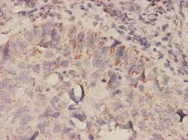 Immunohistochemistry (Formalin/PFA-fixed paraffin-embedded sections) - Anti-MIF antibody [2A10-4D3] (AB55445)