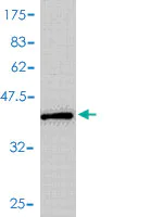 Western blot - Anti-MIF antibody [2A10-4D3] (AB55445)