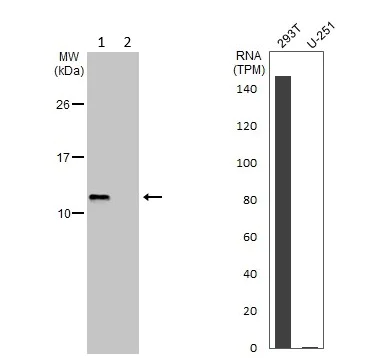 Western blot - Anti-MIF antibody (AB227073)