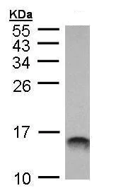 Western blot - Anti-MIF antibody (AB227073)