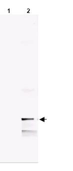 Western blot - Anti-MIF antibody (AB34644)