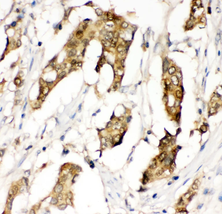 Immunohistochemistry (Formalin/PFA-fixed paraffin-embedded sections) - Anti-MIF antibody (AB65869)