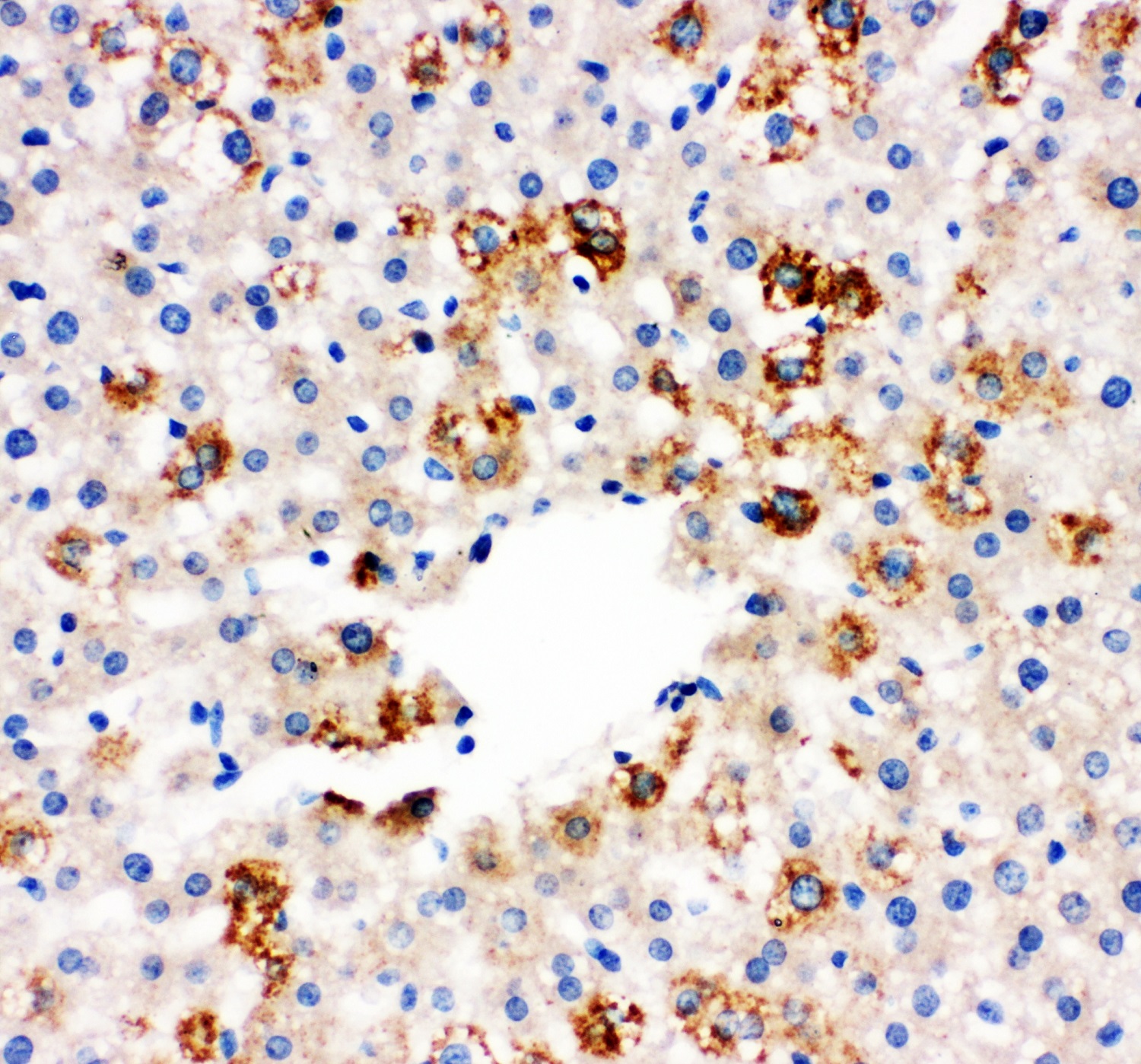 Immunohistochemistry (Formalin/PFA-fixed paraffin-embedded sections) - Anti-MIF antibody (AB65869), expandable thumbnail