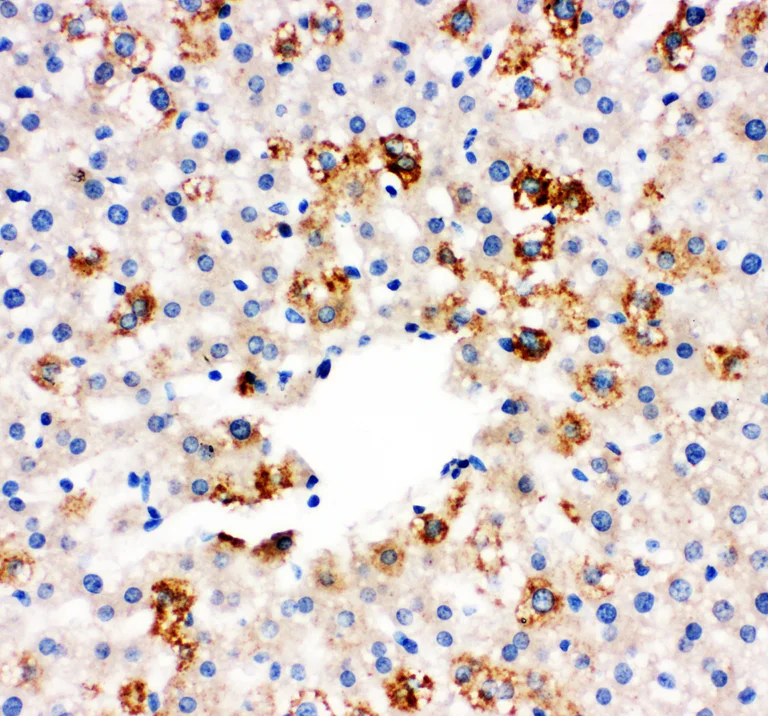 Immunohistochemistry (Formalin/PFA-fixed paraffin-embedded sections) - Anti-MIF antibody (AB65869)