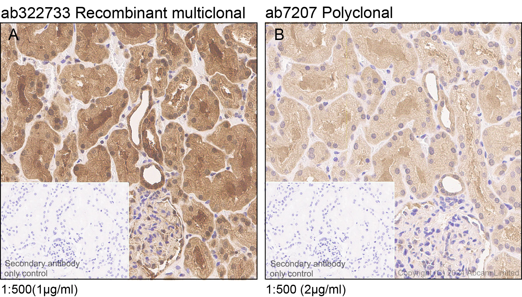 Immunohistochemistry (Formalin/PFA-fixed paraffin-embedded sections) - Anti-MIF antibody (AB7207)