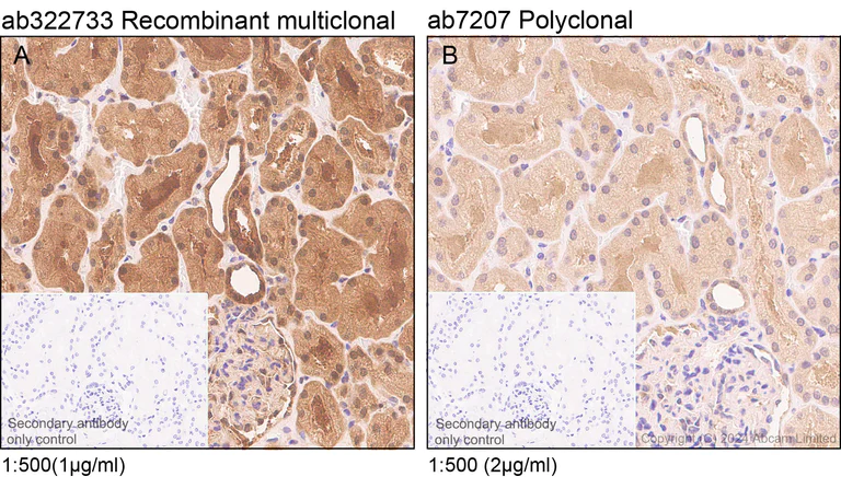 Immunohistochemistry (Formalin/PFA-fixed paraffin-embedded sections) - Anti-MIF antibody (AB7207)