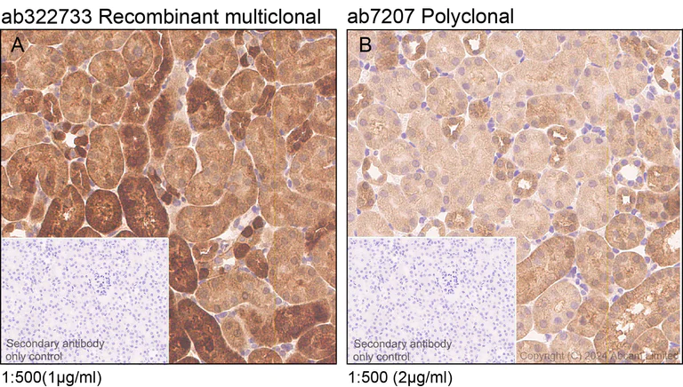 Immunohistochemistry (Formalin/PFA-fixed paraffin-embedded sections) - Anti-MIF antibody (AB7207)