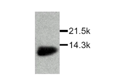 Western blot - Anti-MIF antibody (AB7207)