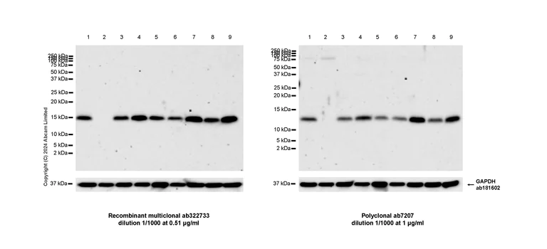Western blot - Anti-MIF antibody (AB7207)