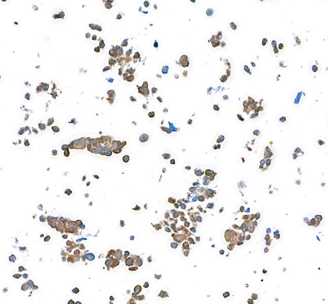 Immunocytochemistry - Anti-MIF antibody [BLR141J] - BSA free (AB314057), expandable thumbnail