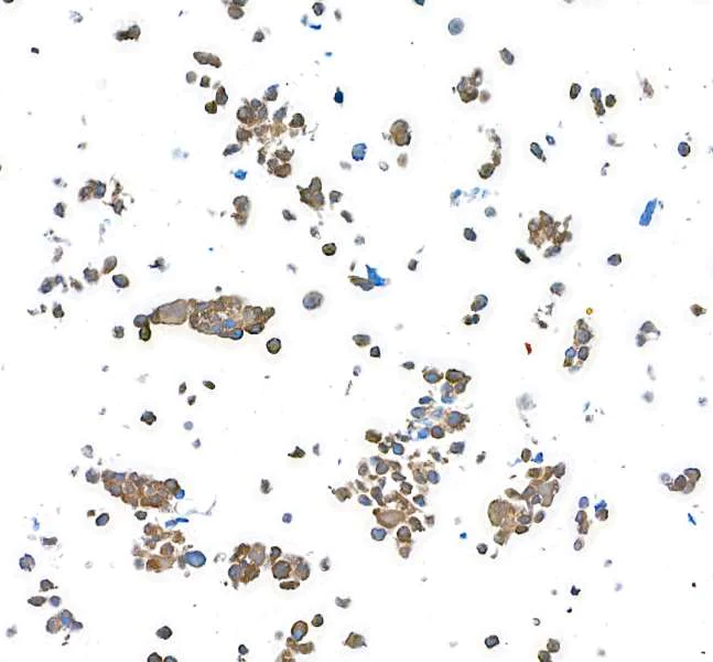 Immunocytochemistry - Anti-MIF antibody [BLR141J] - BSA free (AB314057)