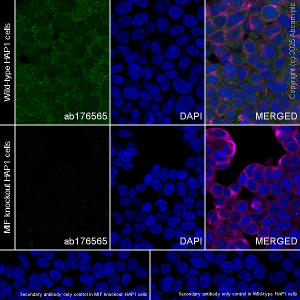 Immunocytochemistry/ Immunofluorescence - Anti-MIF antibody [EPR12462] - BSA and Azide free (AB249925), expandable thumbnail
