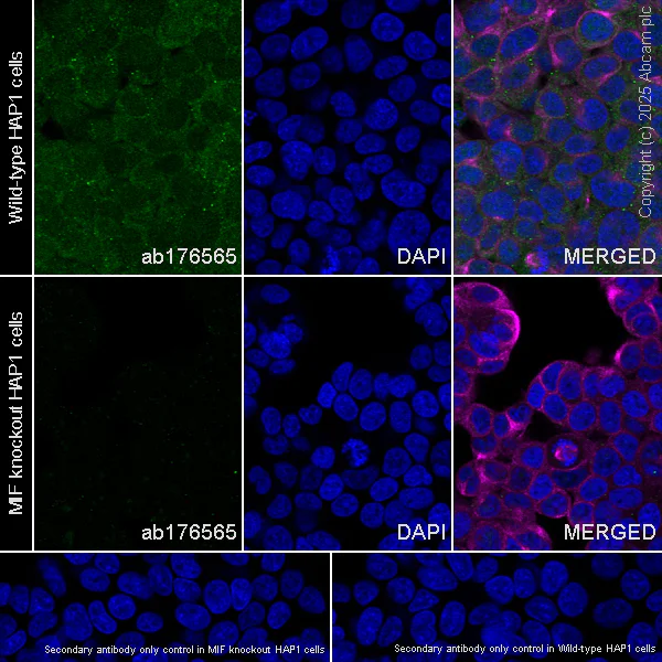 Immunocytochemistry/ Immunofluorescence - Anti-MIF antibody [EPR12462] - BSA and Azide free (AB249925)