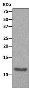 Immunoprecipitation - Anti-MIF antibody [EPR12462] - BSA and Azide free (AB249925)