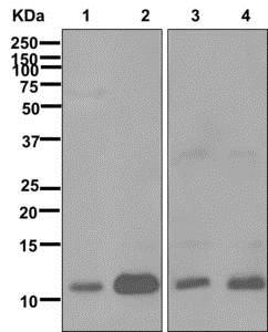 Western blot - Anti-MIF antibody [EPR12462] - BSA and Azide free (AB249925), expandable thumbnail