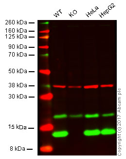 Western blot - Anti-MIF antibody [EPR12462] - BSA and Azide free (AB249925), expandable thumbnail