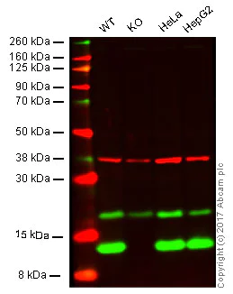 Western blot - Anti-MIF antibody [EPR12462] - BSA and Azide free (AB249925)
