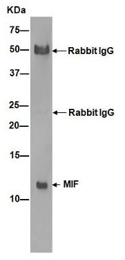 Immunoprecipitation - Anti-MIF antibody [EPR12463] (AB175189), expandable thumbnail
