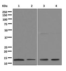 Western blot - Anti-MIF antibody [EPR12463] (ab175189), expandable thumbnail