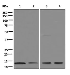 Western blot - Anti-MIF antibody [EPR12463] (AB175189)