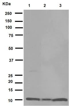 Western blot - Anti-MIF antibody [EPR12463] (AB175189)