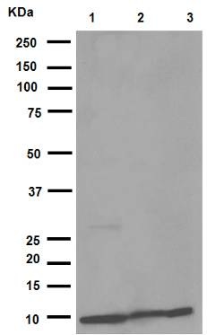 Western blot - Anti-MIF antibody [EPR12463] (AB175189), expandable thumbnail
