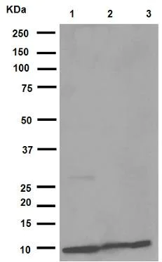 Western blot - Anti-MIF antibody [EPR12463] (AB175189)