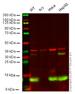 Western blot - Anti-MIF antibody [EPR12463] (AB175189), expandable thumbnail