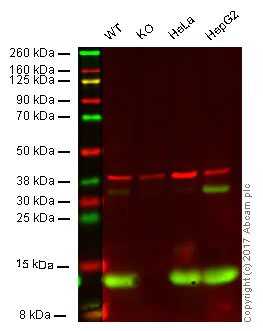 Western blot - Anti-MIF antibody [EPR12463] (AB175189)