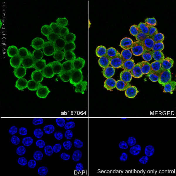 Immunocytochemistry/ Immunofluorescence - Anti-MIF antibody [EPR18149-128] (AB187064)