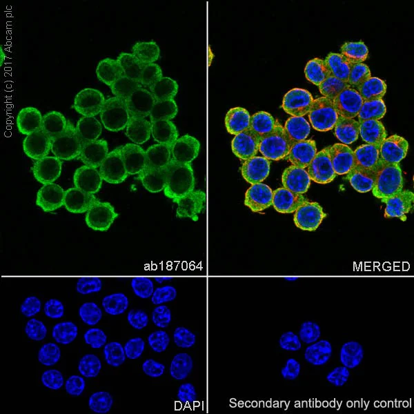 Immunocytochemistry/ Immunofluorescence - Anti-MIF antibody [EPR18149-128] (AB187064)