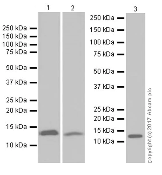 Western blot - Anti-MIF antibody [EPR18149-128] (AB187064)