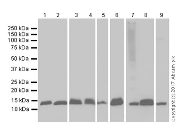 Western blot - Anti-MIF antibody [EPR18149-128] (AB187064)