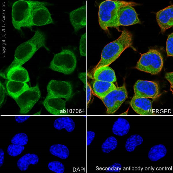 Immunocytochemistry/ Immunofluorescence - Anti-MIF antibody [EPR18149-128] - BSA and Azide free (AB226166)