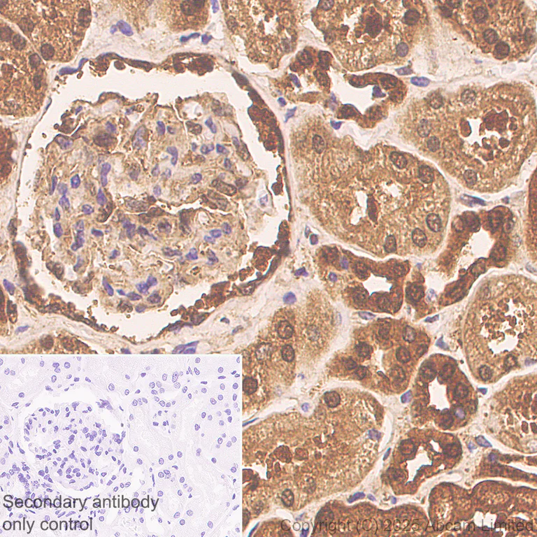 Immunohistochemistry (Formalin/PFA-fixed paraffin-embedded sections) - Anti-MIF antibody [EPR18149-128] - BSA and Azide free (AB226166)