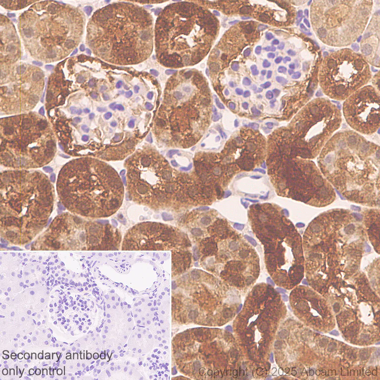 Immunohistochemistry (Formalin/PFA-fixed paraffin-embedded sections) - Anti-MIF antibody [EPR18149-128] - BSA and Azide free (AB226166)