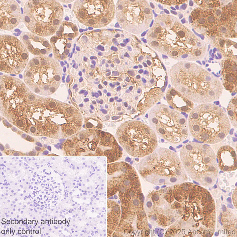 Immunohistochemistry (Formalin/PFA-fixed paraffin-embedded sections) - Anti-MIF antibody [EPR18149-128] - BSA and Azide free (AB226166)