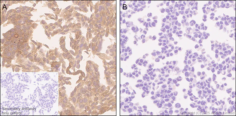 Immunohistochemistry (Formalin/PFA-fixed paraffin-embedded sections) - Anti-MIF antibody [EPR18149-128] - BSA and Azide free (AB226166)