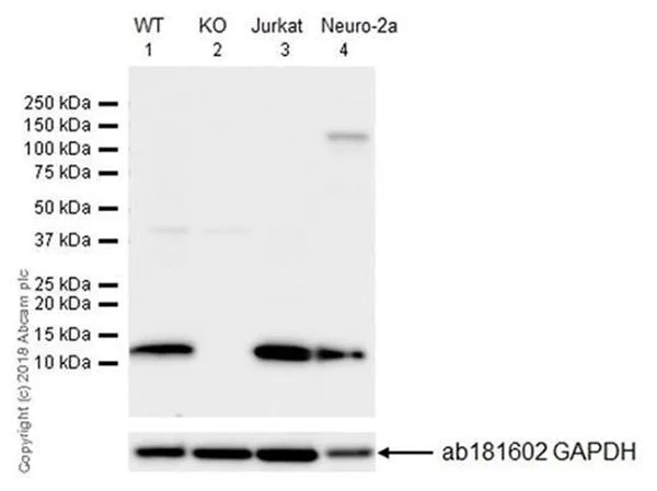 Western blot - Anti-MIF antibody [EPR18149-128] - BSA and Azide free (AB226166)