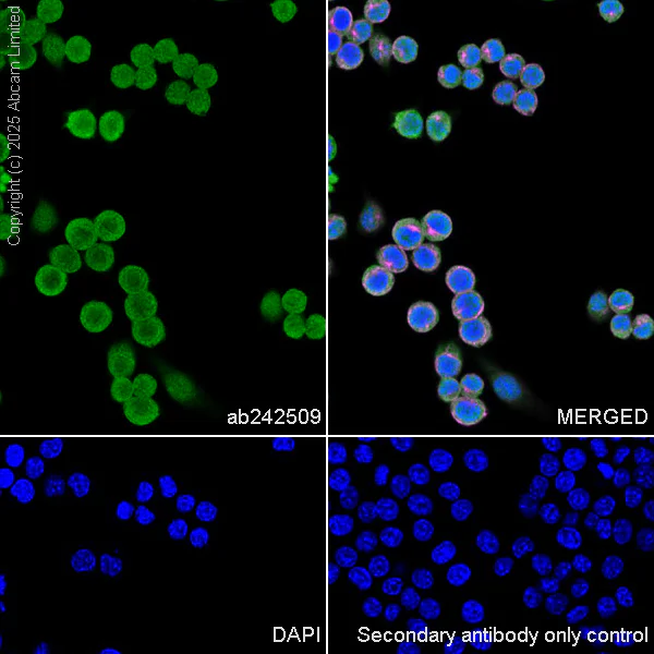 Immunocytochemistry/ Immunofluorescence - Anti-MIF antibody [EPR18149-132] - BSA and Azide free (Capture) (AB242509)