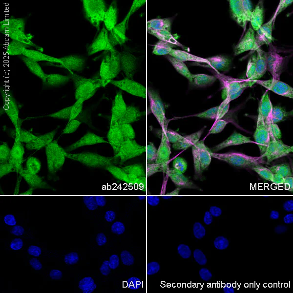 Immunocytochemistry/ Immunofluorescence - Anti-MIF antibody [EPR18149-132] - BSA and Azide free (Capture) (AB242509)