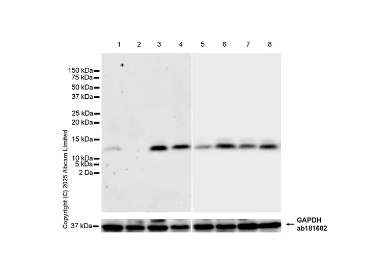 Western blot - Anti-MIF antibody [EPR18149-132] - BSA and Azide free (Capture) (AB242509)