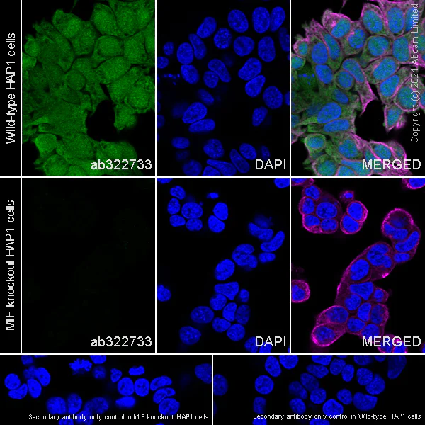 Immunocytochemistry/ Immunofluorescence - Anti-MIF antibody [RM1231] (AB322733)