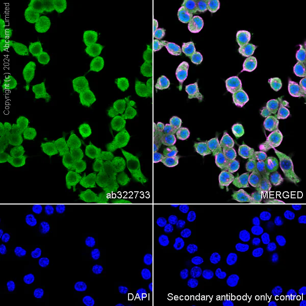 Immunocytochemistry/ Immunofluorescence - Anti-MIF antibody [RM1231] (AB322733)